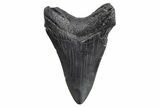 Fossil Megalodon Tooth - South Carolina #299642-1